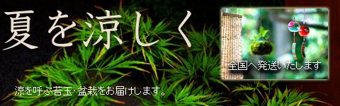 �ä�����£��ʪ���ץ쥼��ȡ����ե�