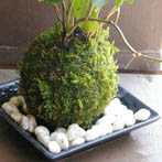 アイビーの苔玉