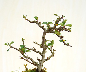 長寿梅の苔玉