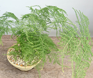 アスパラガスの鉢植え