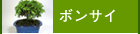 �ܥ󥵥�
