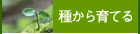�狼���Ƥ�