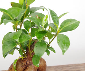 ガジュマルの鉢植え