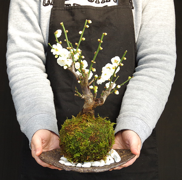 白梅の苔玉