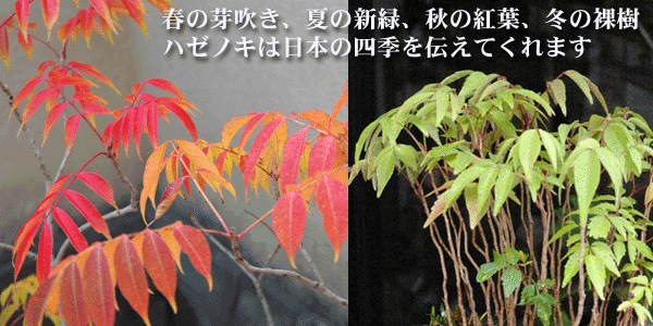 ハゼの盆栽