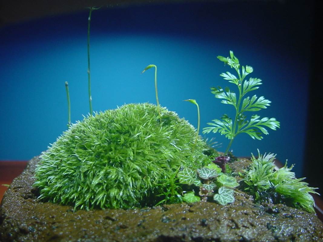 苔盆栽 (流木)