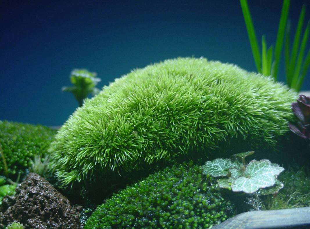 苔盆栽 (流木)