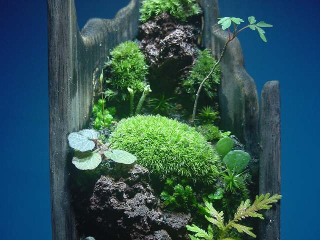 苔盆栽 (流木)