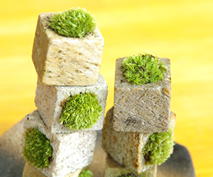 苔キューブ