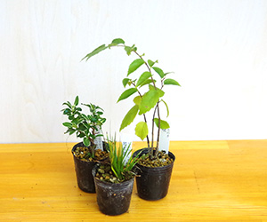 苔玉キット