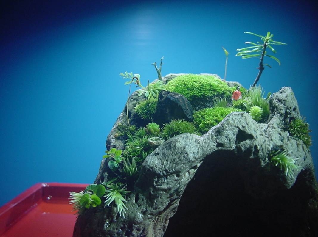 苔盆栽 (流木)