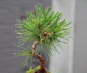 黒松の苔玉