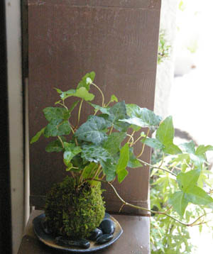 アイビーの苔玉