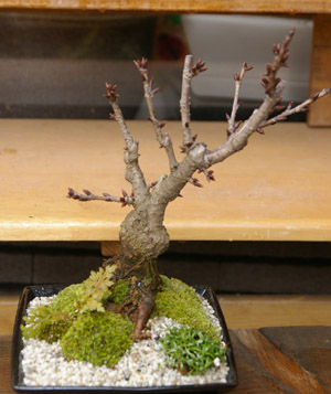桜(旭山桜)の盆栽