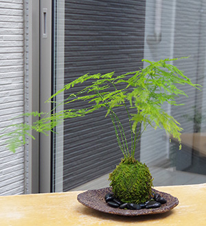 アスパラガスの苔玉