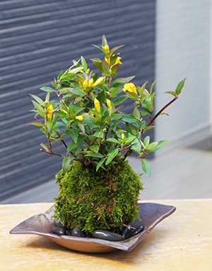 カロライナジャスミンの苔玉