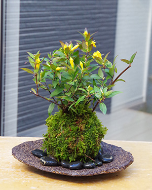 カロライナジャスミンの苔玉