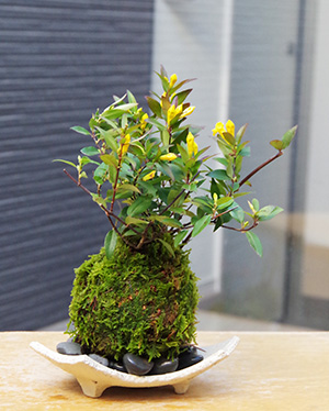 カロライナジャスミンの苔玉