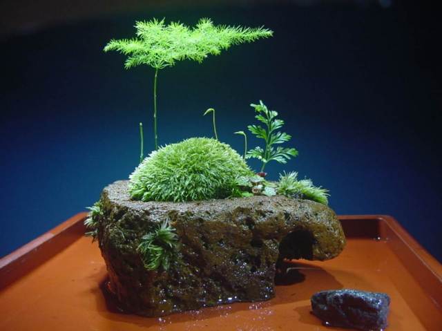 苔盆栽