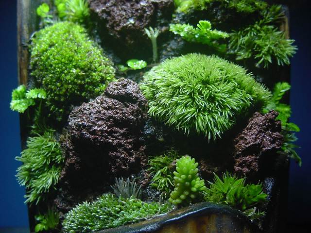 苔盆栽