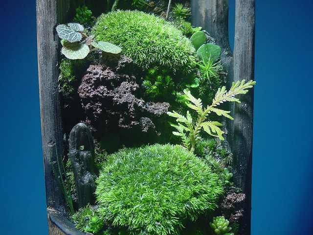 苔盆栽