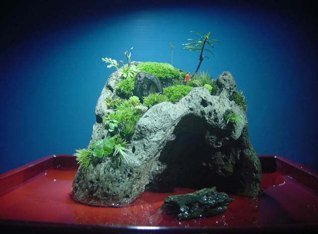 苔盆栽