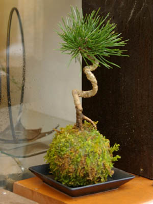 黒松の苔玉