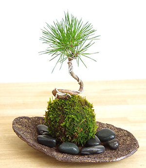 黒松の苔玉