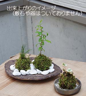 苔玉キット