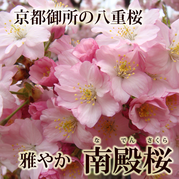 南殿桜の盆栽