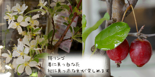 姫リンゴの盆栽