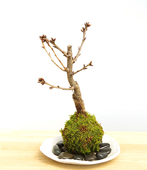 桜の苔玉
