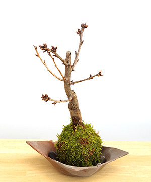 桜の苔玉