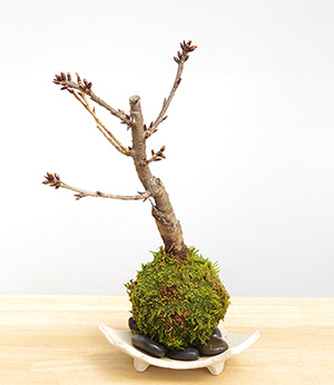 桜の苔玉