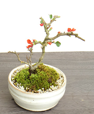 長寿梅の寄せ植え盆栽