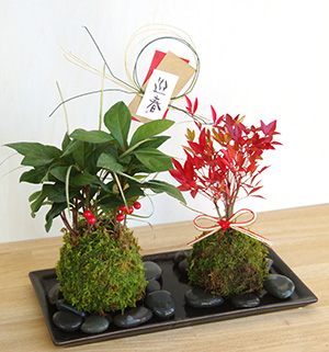 長寿梅の苔玉