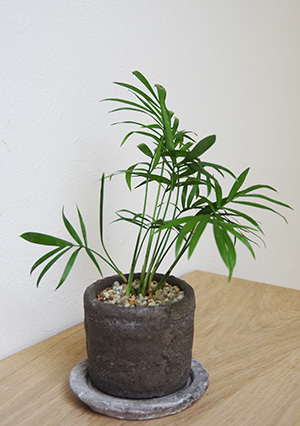 テーブルヤシの鉢植え