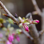 桜 季節の移り変わり