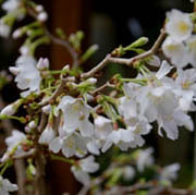 桜 季節の移り変わり
