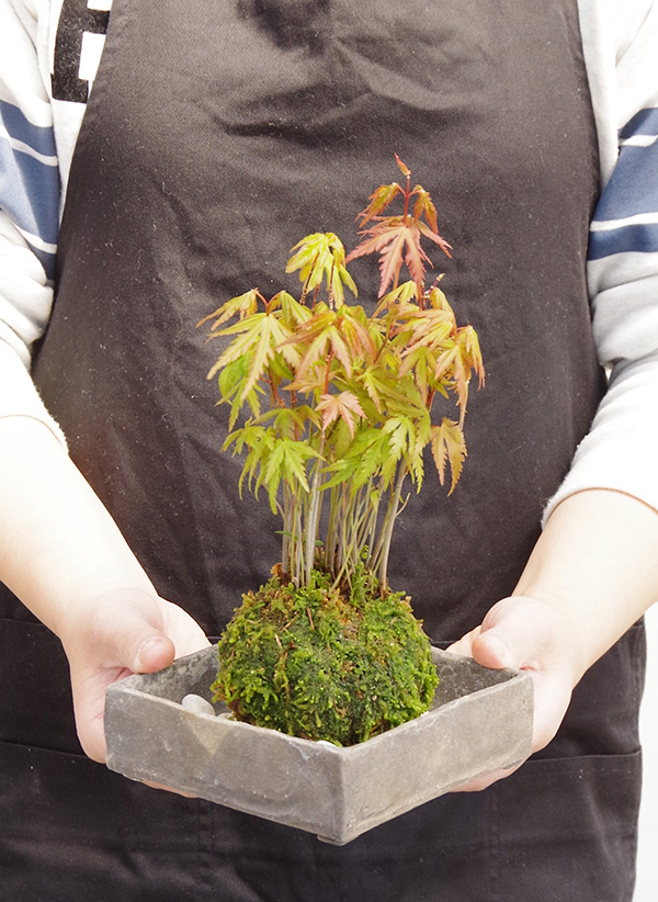 モミジの苔玉