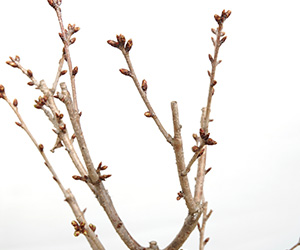 南殿桜の盆栽