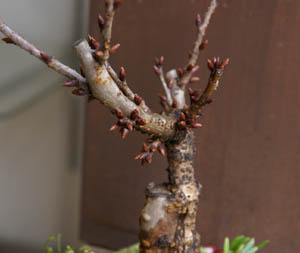 桜(旭山桜)の盆栽
