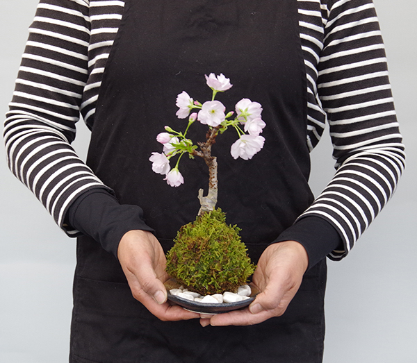 桜の苔玉