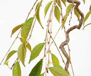 枝垂桜の寄せ植え盆栽