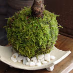桜の苔玉