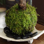 桜の苔玉