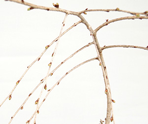 枝垂桜の苔玉