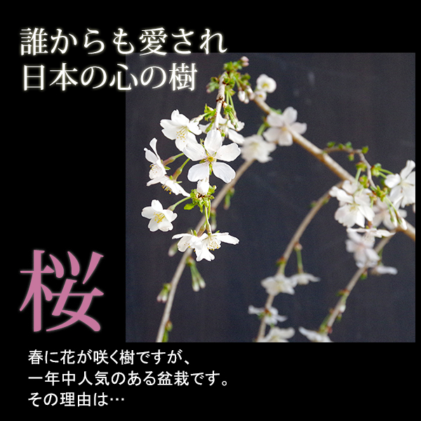 枝垂れ桜