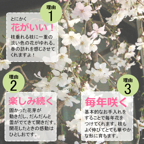 枝垂れ桜