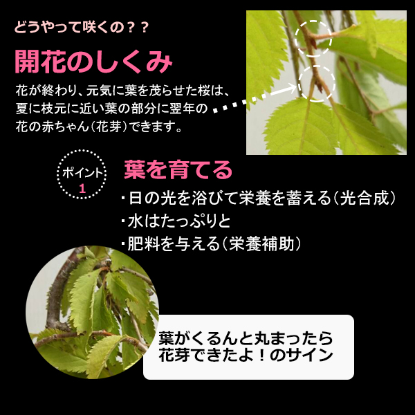枝垂れ桜